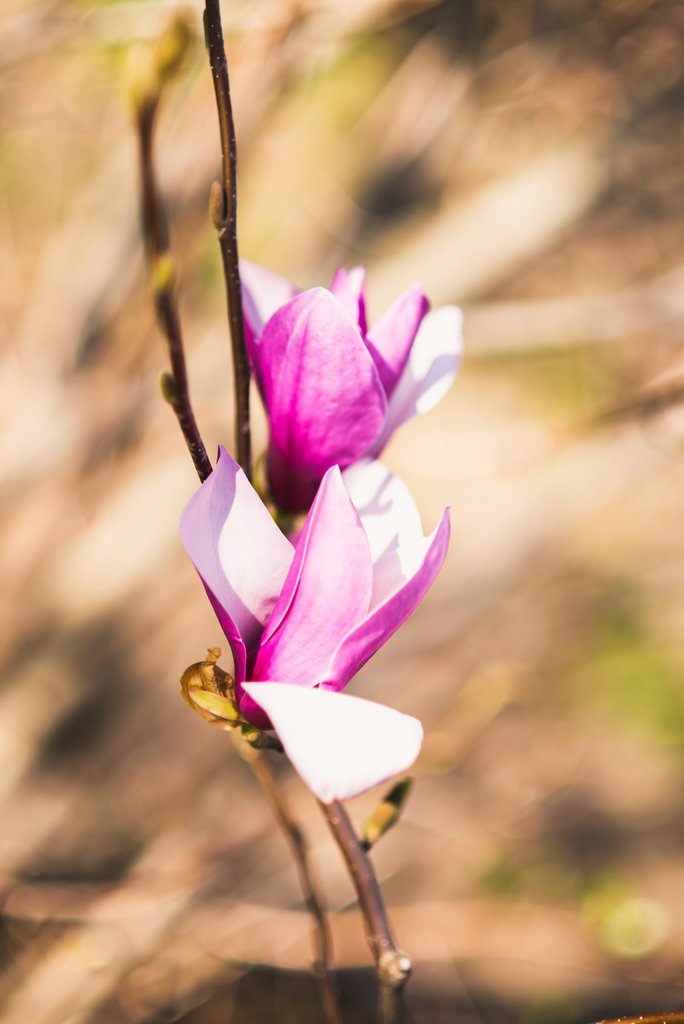 Беременная фотосъемка, Беременность, Портфолио беременных, Фото беременных, Фотографии беременности, Фотосессия беременных, Фотосессия беременных Бровары, Фотосессия беременных в студии, Фотосессия беременных Киев недорого, Фотосессия беременных Киев, Фотосессия для беременных, Фотосъемка беременности, Фотосъемка беременности Киев, Фотосъемка беременных, Фотосъемка беременных в студии, Kseniya Murga, www.murga.com.ua, www.murga.com.ua - Семейный и детский фотограф Ксения Мурга, Семейный и детский фотограф Ксения Мурга - www.murga.com.ua, Фотосессия в магнолиях, Фотосессия в магнолиях Киев, Фотосъемка беременных Киев, Фотосъемка в магнолиях, Фотосъемка в магнолиях Киев, Фотосъемка для беременных, Фотосъемка для беременных в студии, Фотосъемка на природе, Сімейний та дитячий фотограф Ксенія Мурга | Сімейний та дитячий фотограф Микола Мурга. Барвисті фотографії дітей для сімейного фотоальбому. Ловлю живі емоції, сміх, радість, здивування та ніжні обійми Ваших діток.