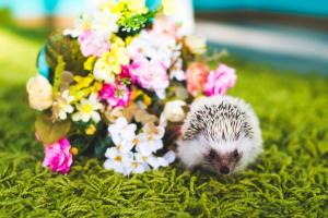  Детская фотосъемка в интерьерной фотостудии в Киеве, Детские студийные фото, Детская фотосъемка Киев